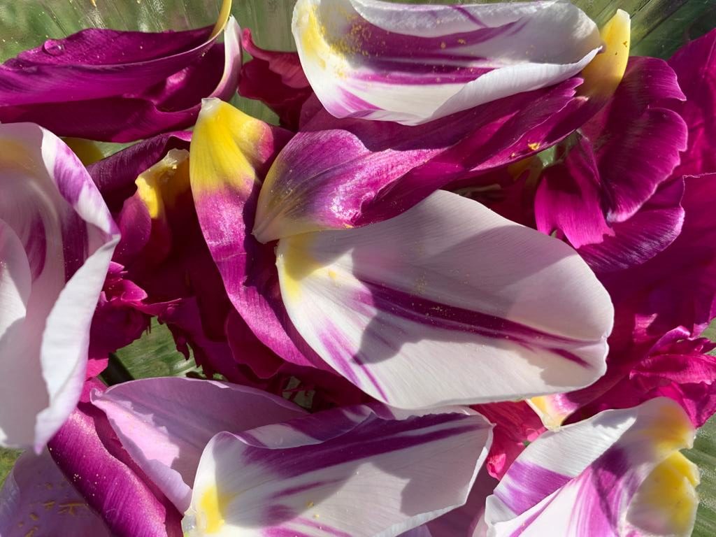 Petali eduli di tulipano